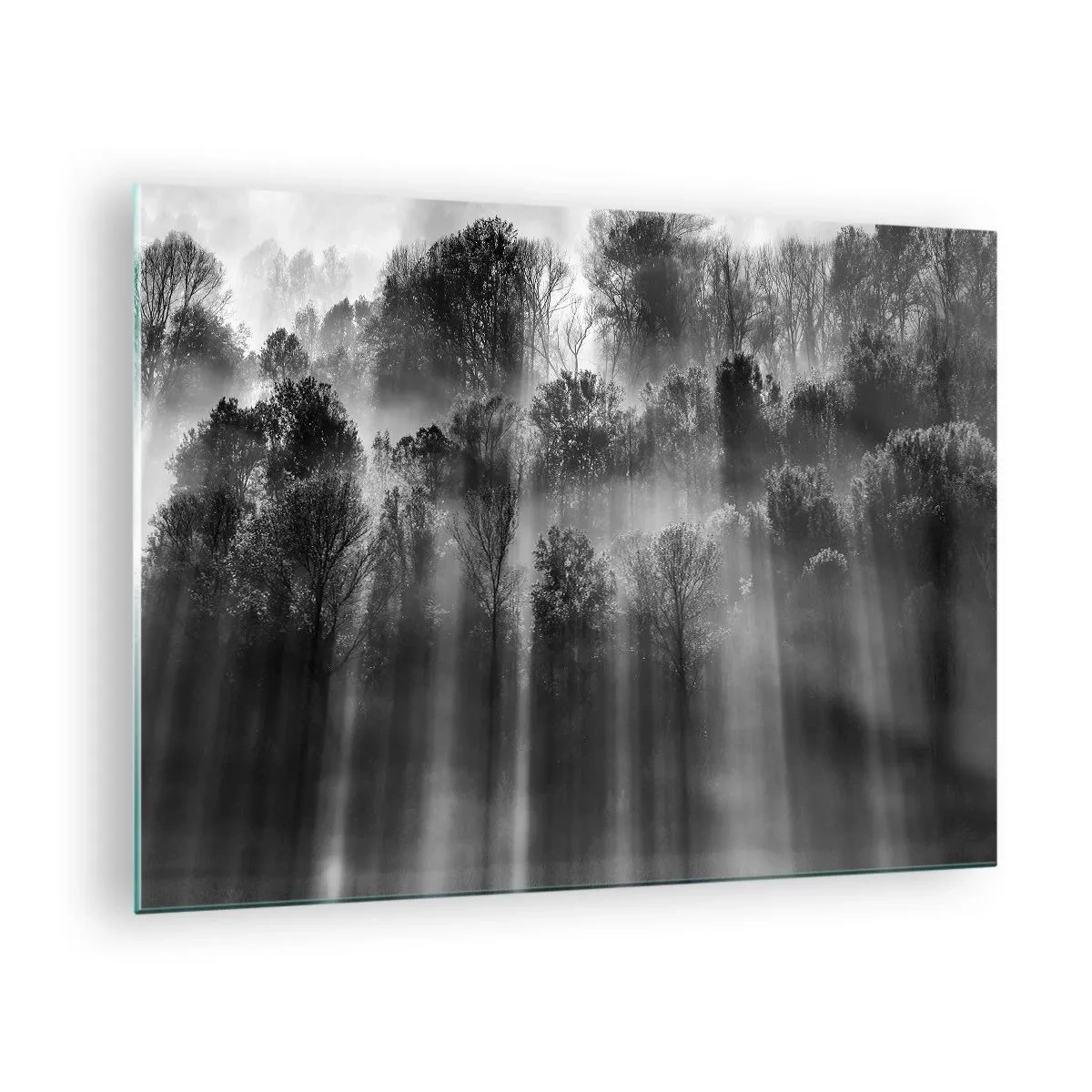 Üveg kép - Fekete-fehér fénysugarak hatolnak be az erdőbe - 70x50cm - Fénypatakokban - Modern fali dekoráció nappalihoz és hálószobához ARTTOR