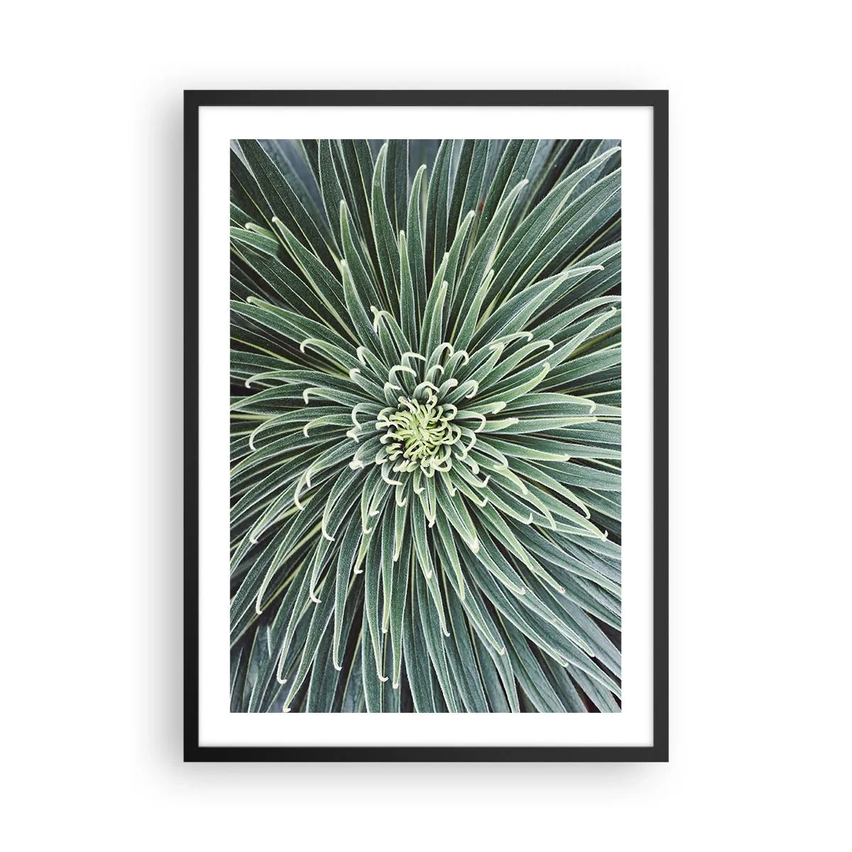 Poszter fehér keretben - Egy szimmetrikus levelekkel rendelkező zöld növény közeli képe. - 50x70cm - Csillag születik - Modern fali dekoráció nappalihoz és hálószobához ARTTOR