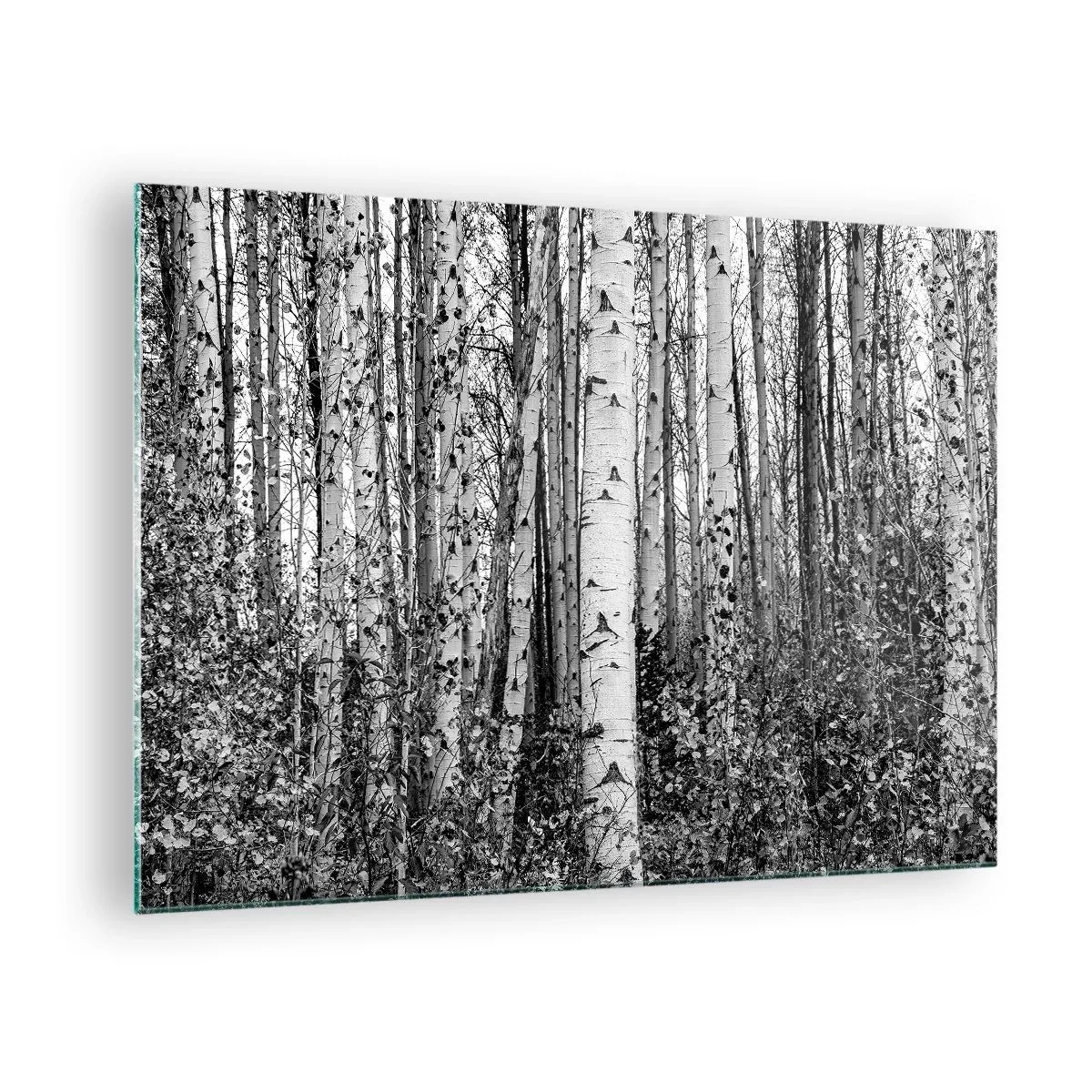 Üveg kép - A fekete-fehér nyírfák sűrű erdőtájt hoznak létre - 70x50cm - Nyírfa oszlopsor - Modern fali dekoráció nappalihoz és hálószobához ARTTOR