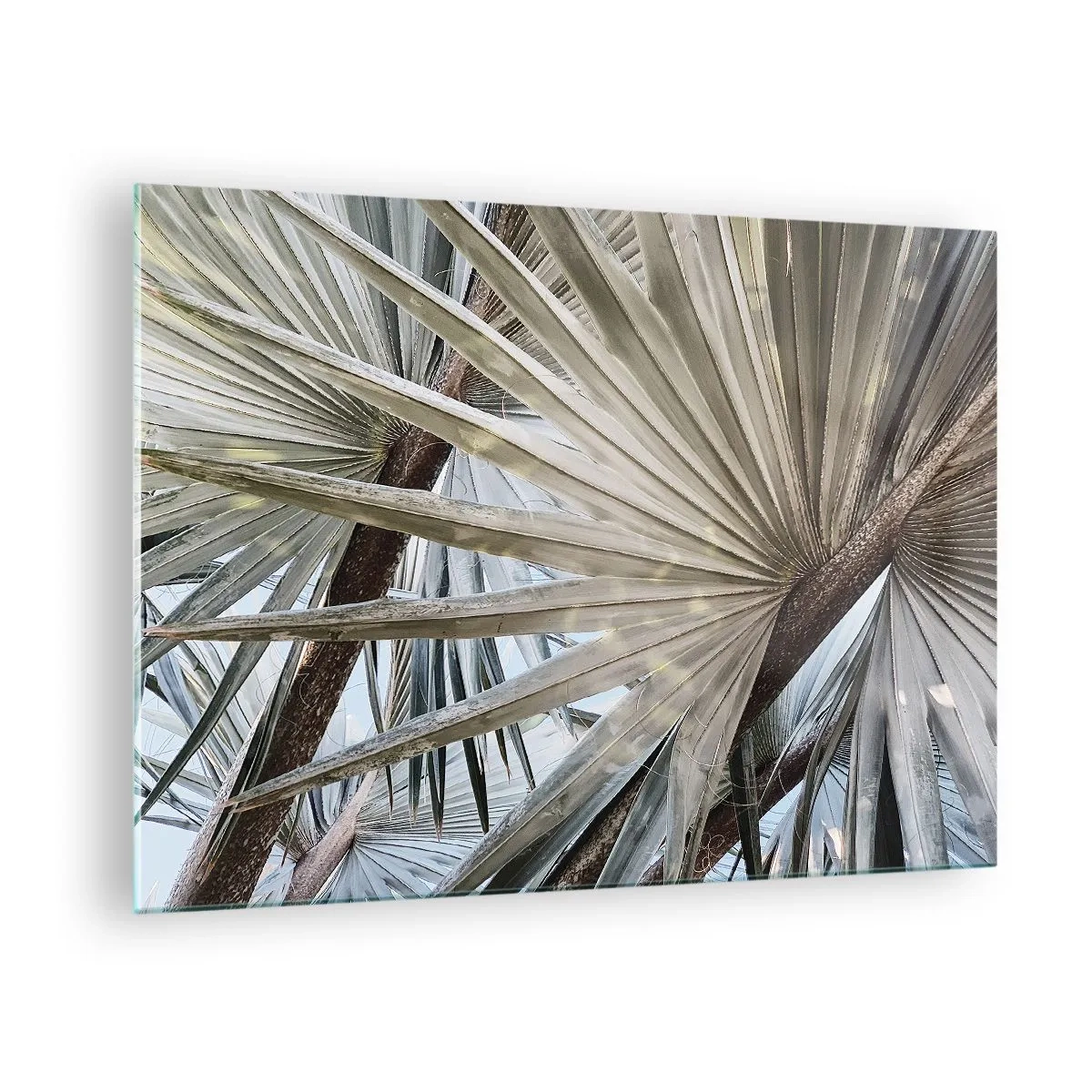 Üveg kép - Pálmalevelek ragyogó nappal - 70x50cm - Legyező a trópusokon - Modern fali dekoráció nappalihoz és hálószobához ARTTOR