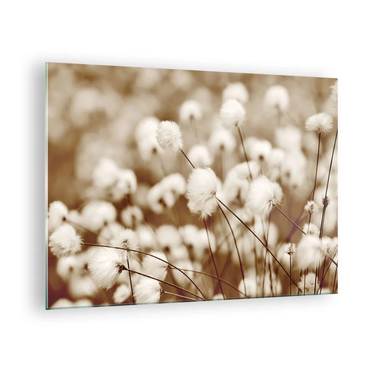 Üveg kép - Egy bolyhos füves mező szépia árnyalatokban - 70x50cm - Bolyhos termés - Modern fali dekoráció nappalihoz és hálószobához ARTTOR