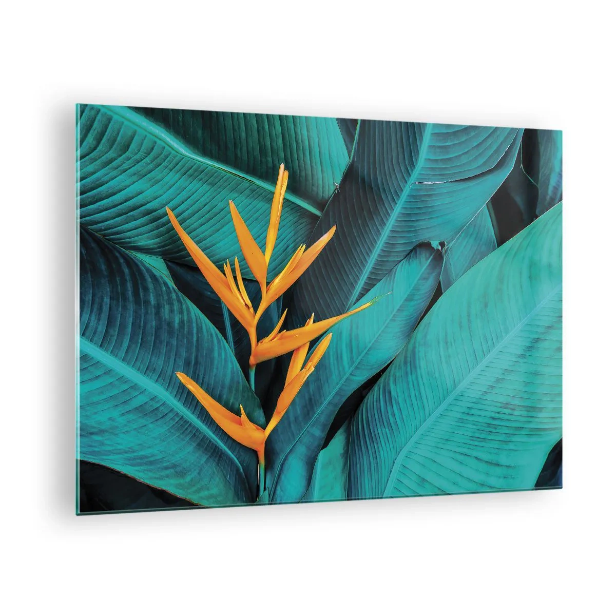 Üveg kép - Egy egzotikus virág nagy zöld levelek hátterében. - 70x50cm - Éden virága - Modern fali dekoráció nappalihoz és hálószobához ARTTOR