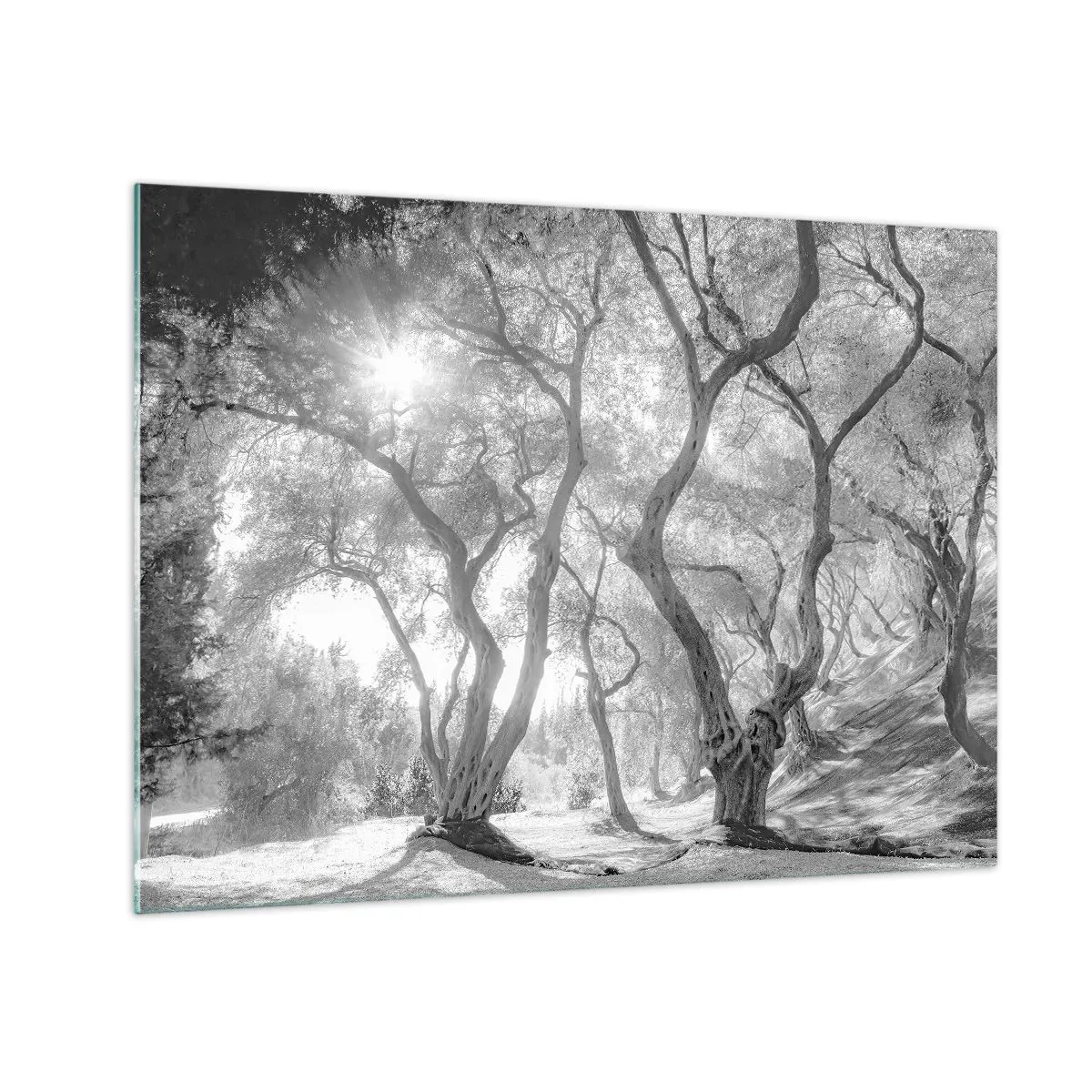Üveg kép - Fekete-fehér olajfák napfényben - 70x50cm - Egy olajfaligetben - Modern fali dekoráció nappalihoz és hálószobához ARTTOR