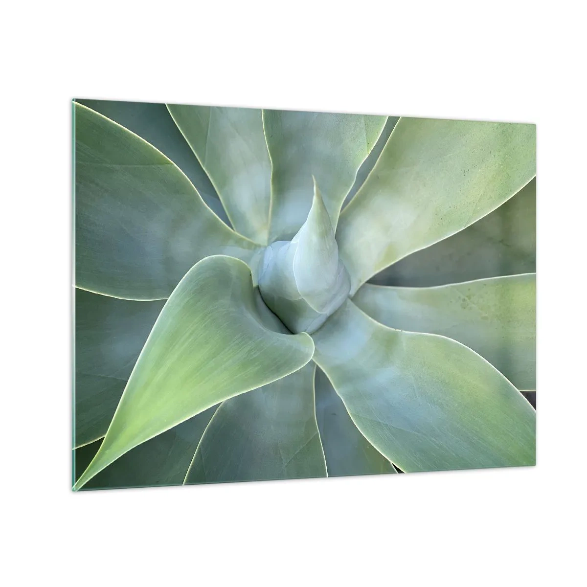 Üveg kép - Makrófotózás egy zöld növényről spirális levelekkel - 70x50cm - A zöld születése - Modern fali dekoráció nappalihoz és hálószobához ARTTOR