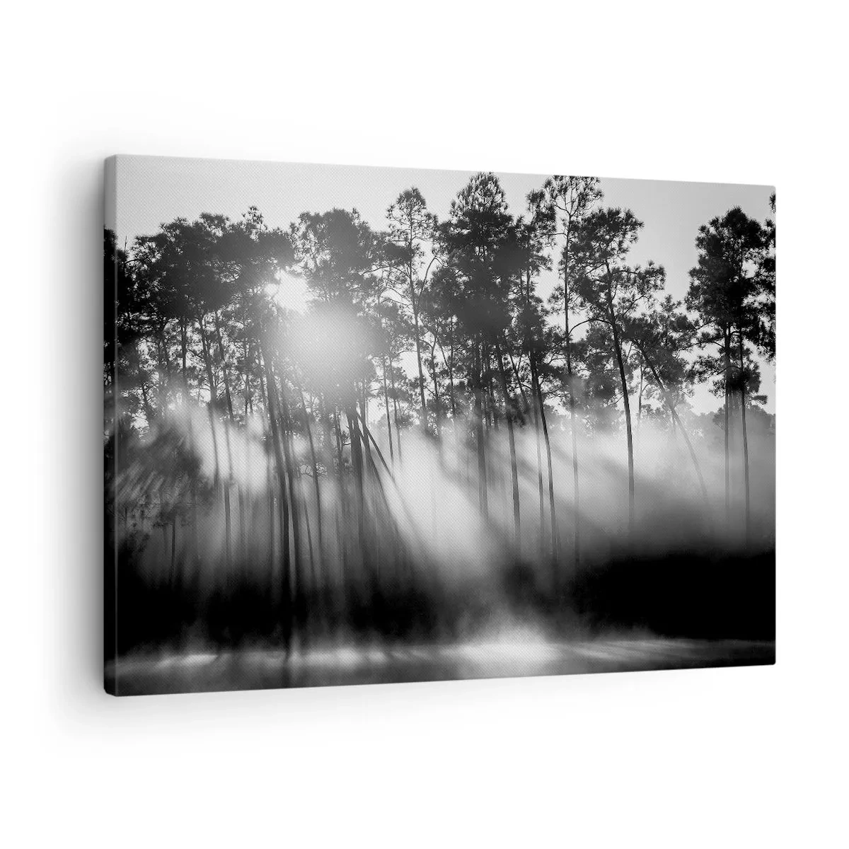 Vászonkép - Fekete-fehér erdő a reggeli ködben - 70x50cm - Megállíthatatlan nap - Modern fali dekoráció nappalihoz és hálószobához ARTTOR