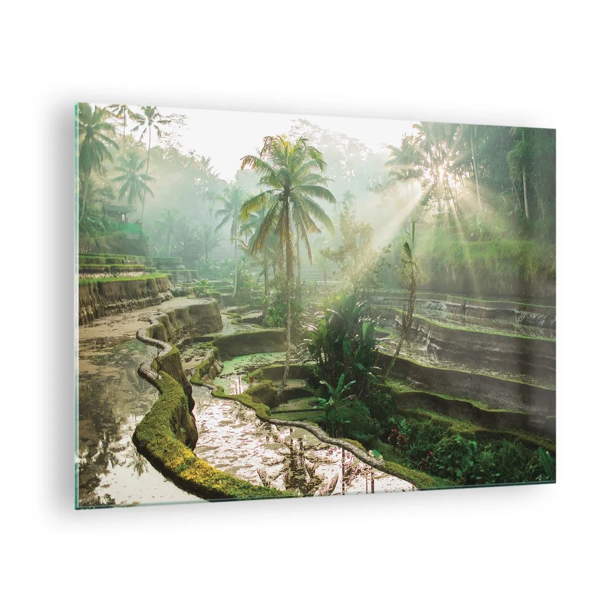 Üveg kép - Trópusi rizsföldek pálmafákkal a reggeli ködben - 70x50cm - Felnőni a napon - Modern fali dekoráció nappalihoz és hálószobához ARTTOR