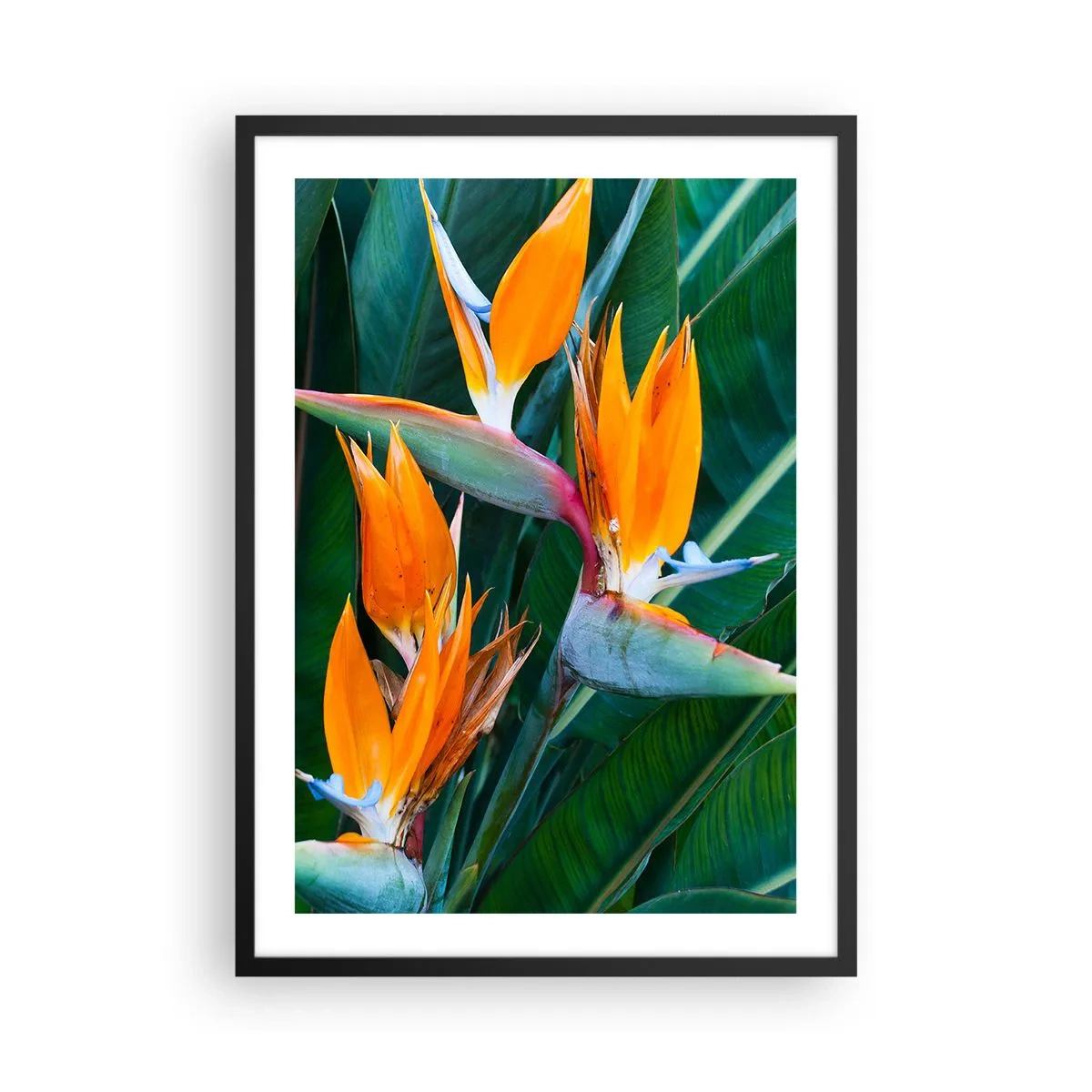 Poszter fehér keretben - Strelitzia virágok zöld levelekkel körülvéve - 50x70cm - Virág vagy madár? - Modern fali dekoráció nappalihoz és hálószobához ARTTOR