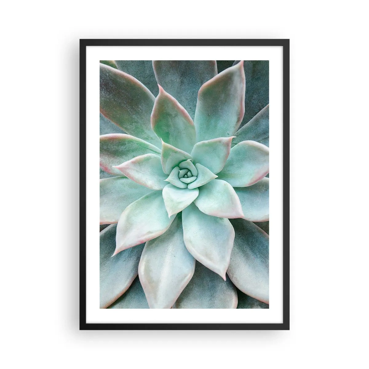 Poszter fehér keretben - Egy pozsgás növény szimmetrikus leveleinek közeli képe zöld árnyalatokban. - 50x70cm - A sivatag szíve - Modern fali dekoráció nappalihoz és hálószobához ARTTOR