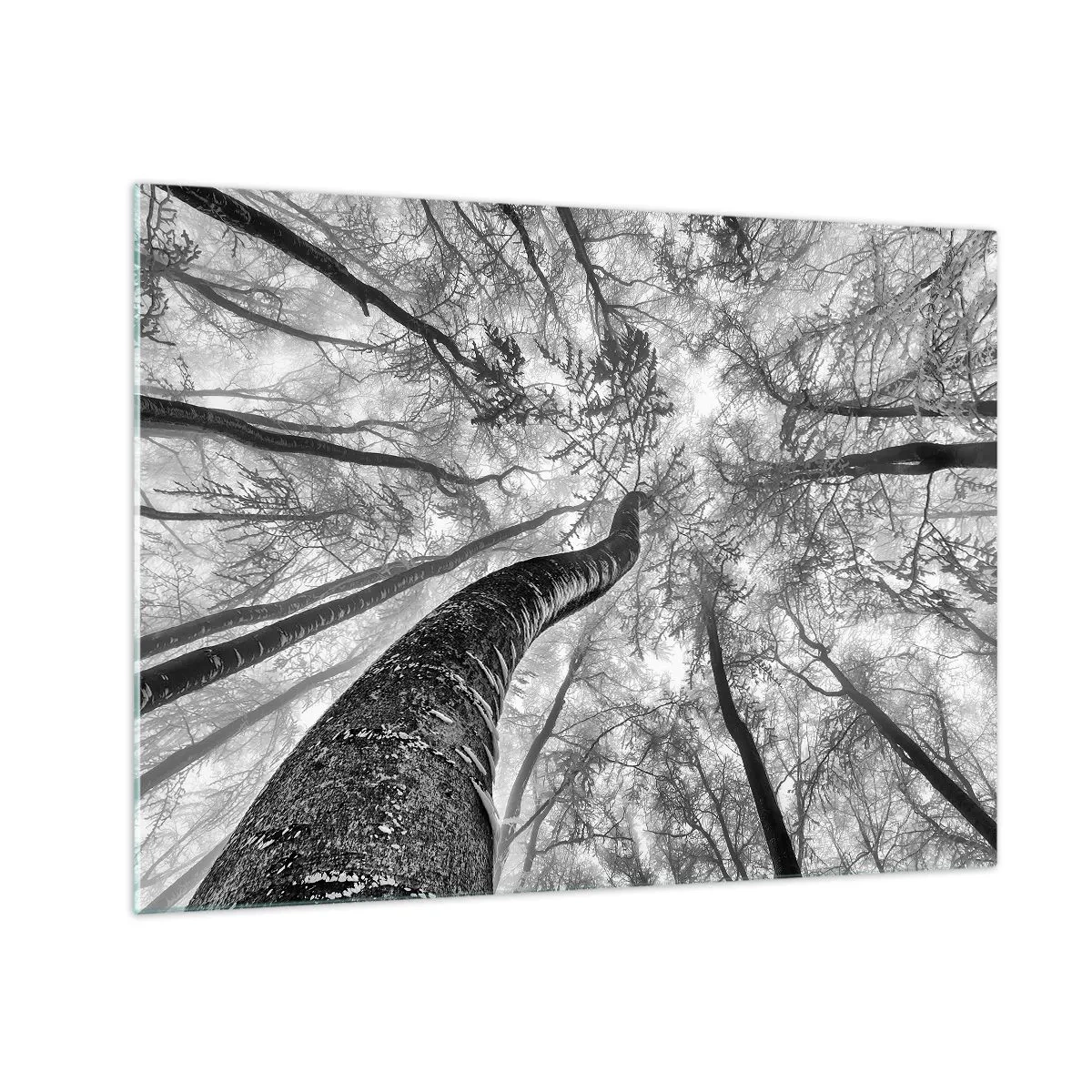 Üveg kép - Fekete-fehér fák alulról az ég felé fényképezve - 70x50cm - Verseny a fény felé - Modern fali dekoráció nappalihoz és hálószobához ARTTOR