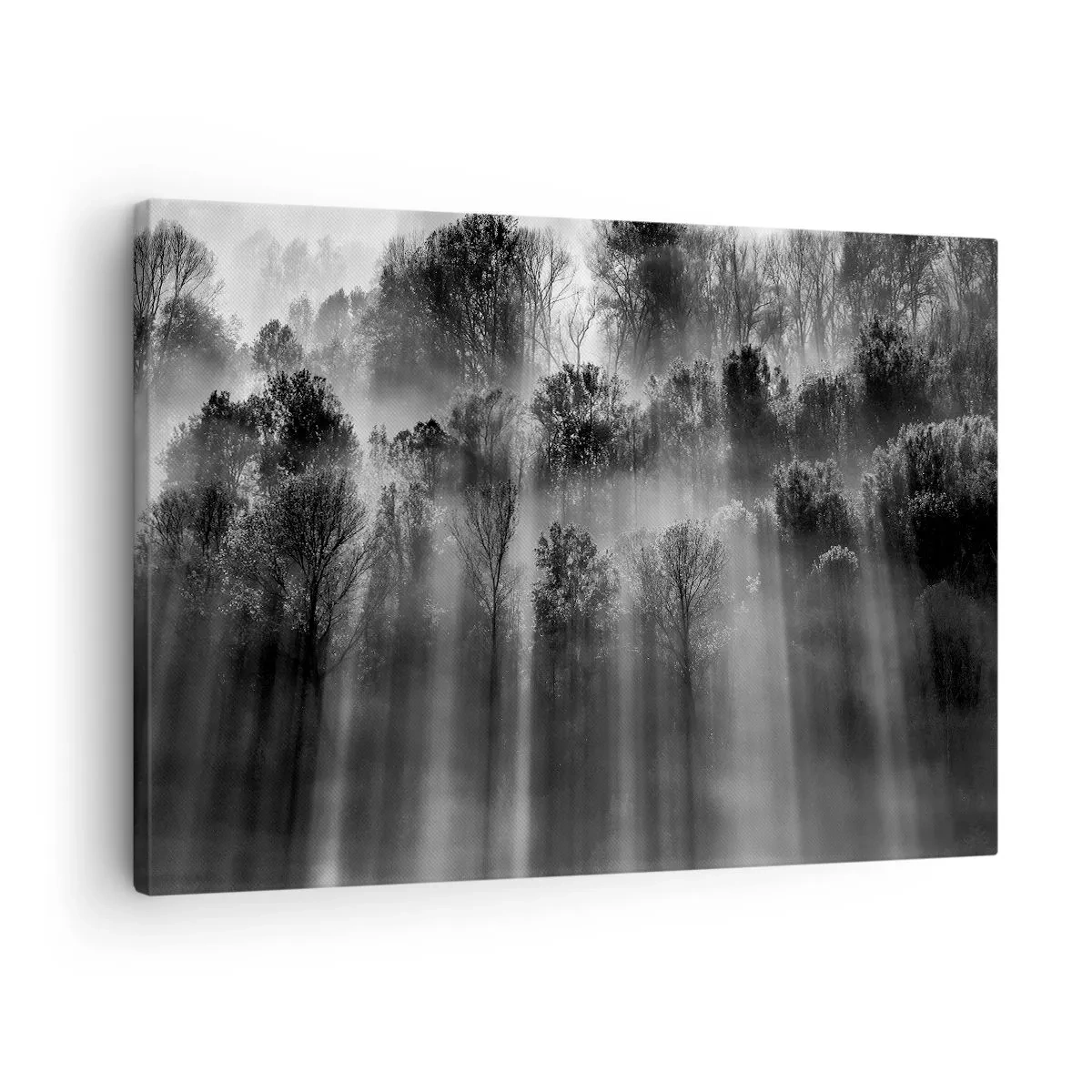 Vászonkép - Fekete-fehér erdő a reggeli fényben - 70x50cm - Fénypatakokban - Modern fali dekoráció nappalihoz és hálószobához ARTTOR