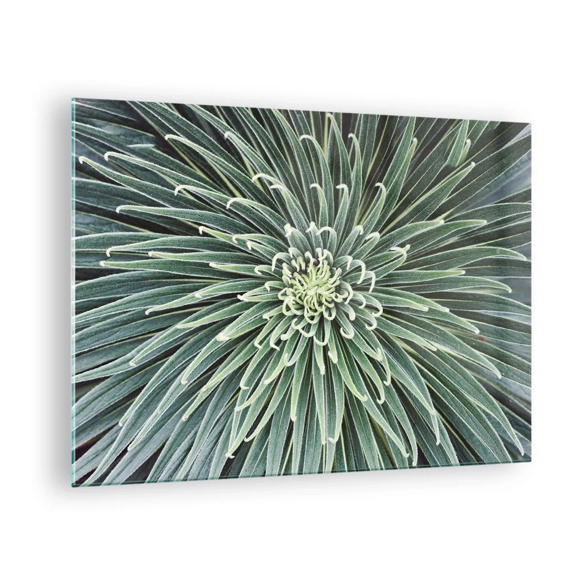 Üveg kép - Szimmetrikus zöld levelek rozetta makrófotózásban - 70x50cm - Csillag születik - Modern fali dekoráció nappalihoz és hálószobához ARTTOR