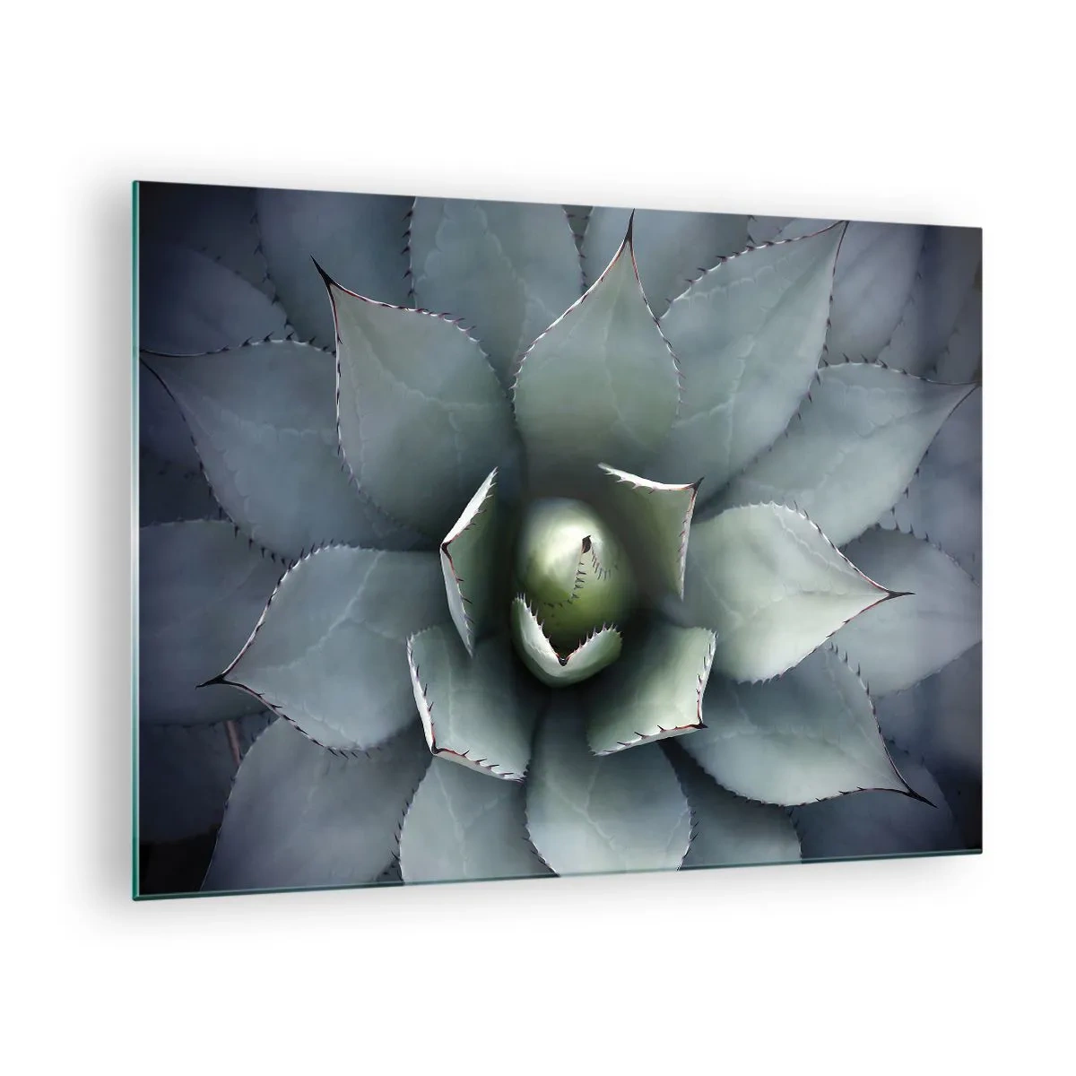 Üveg kép - Közeli kép a szimmetrikus, acélszínű agávé levelekről. - 70x50cm - Wabi és figyelmeztetés - Modern fali dekoráció nappalihoz és hálószobához ARTTOR