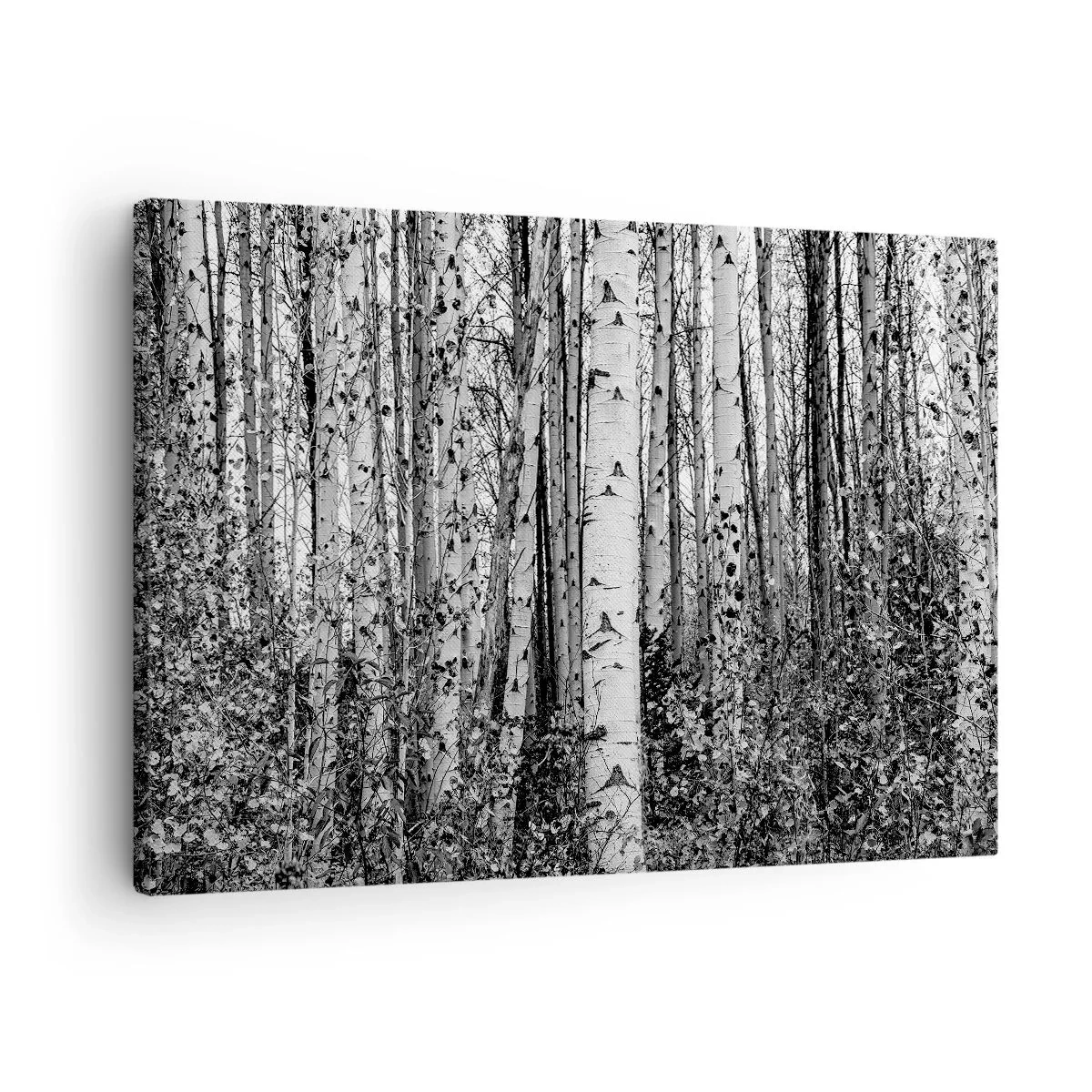 Vászonkép - Fekete-fehér nyírfák az erdőben - 70x50cm - Nyírfa oszlopsor - Modern fali dekoráció nappalihoz és hálószobához ARTTOR